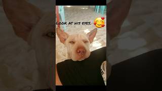 The dog fell in love with a stranger. #viral #shorts