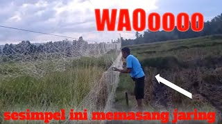 PEMASANGAN JARING BURUNG SAWAHAN.BERBAHAN SENAR, RINGAN DAN SIMPEL#43