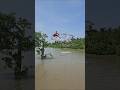 Grandpa saw a huge fish and jumped from the tree to try to catch it.#fishing #amazing_net_fishing