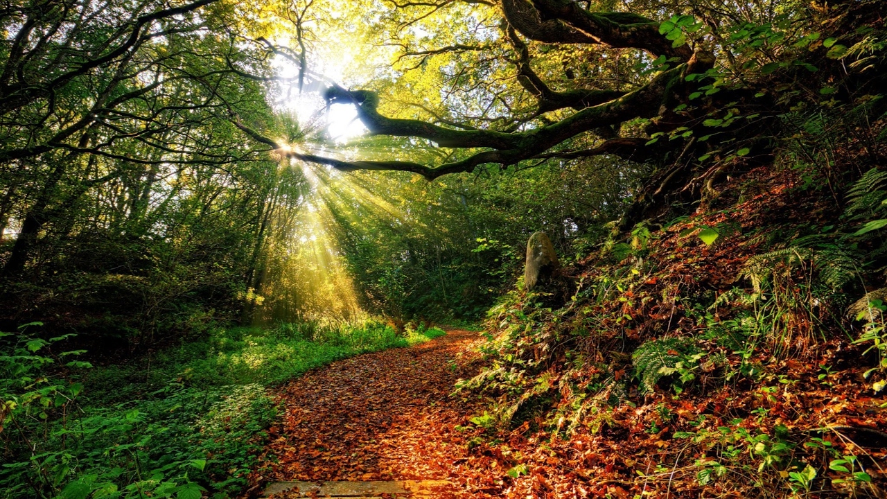 YouView Nature Live Stream Forest Cam (Shasta, CA) YouTube