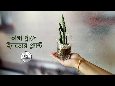 ভাঙ্গা গ্লাসে ইনডোর প্ল্যান্ট // cactus tree on Broken glass // Indoor Plant