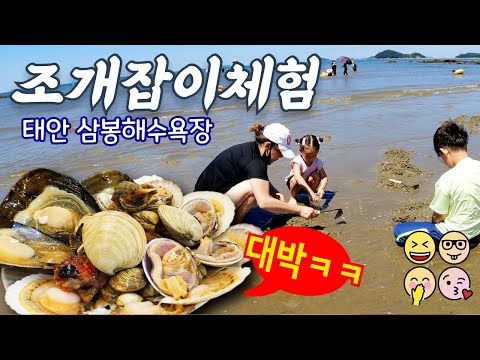안면도 삼봉해수욕장에서 조개 잡아 바로 조개구잌ㅋㅋㅋㅋ | 반달 무지개가 떴어요. 태안 빛축제 | 벌에 쏘이는 경험까지 태안 안면도 여행