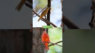 Male and Female Summer Tanager #birds #birdsounds #nature #wildlife #birdwatching