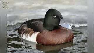 Baer's Pochard duck sound and call scientific name  Aythya baeri  beautiful Bird @volcanoofbeauty5481