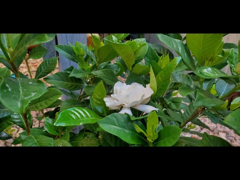 ▷ Cómo plantar gardenia y tener un jardín perfumado todo el año