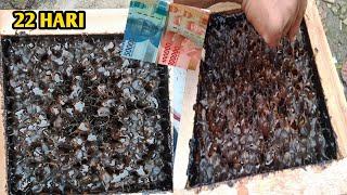 22 HARI KITA BISA DAPAT UANG LAGI DARI HASIL PANEN MADU KELULUT/KELANCENG ITAMA