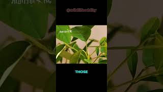 This Plant Actually DANCES! 🕺 #shorts #nature #myths #facts #unique