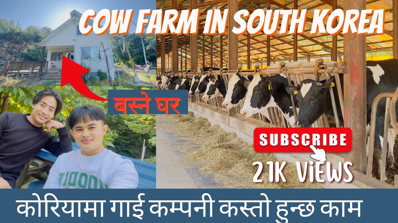 Cow farm in South Korea #southkorea #epsworker  kurakani ani Kam with #gorkhey