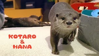 カワウソコタローとハナ　引きづられるコタローと追いかけまわすハナ　Otter Kotaro&Hana Funny Otters Exercise