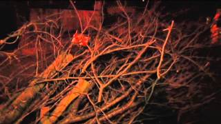 High Winds Bring Down Tree in Berkeley