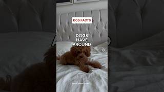 Interesting facts about dogs. Did you know? #dog #toypoodle #dubai #funnydogs