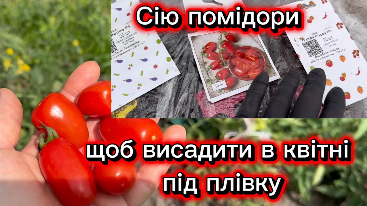 Сію помідори щоб висадити до 15 квітня на грядку під плівку разом з розсадою. 28 лютого 