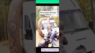 ANACONDA ATTACK: Deadly Encounter Caught on Camera!#shorts #ytshorts #shortfeeds #viral #viralvideo