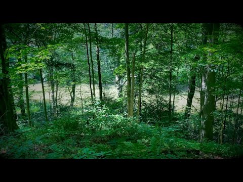 Sights and Sounds Along the Greenway Trail