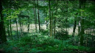 Sights and Sounds Along the Greenway Trail