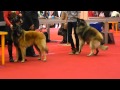 Belgian Shepherd Dog Tervueren - Pryde Dog Arabat