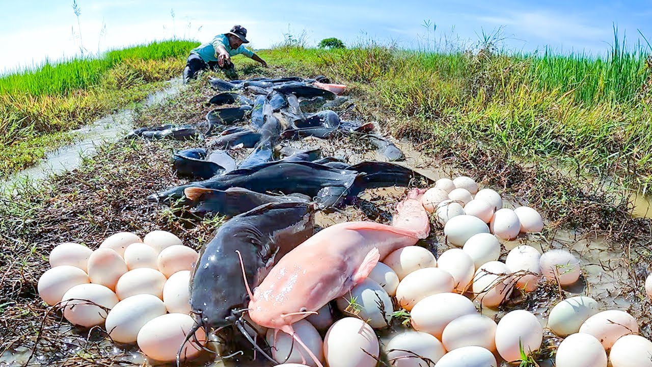 Top Fishing Skill! a lot of Catfish Catch in Flood Season | Village Fishing Life