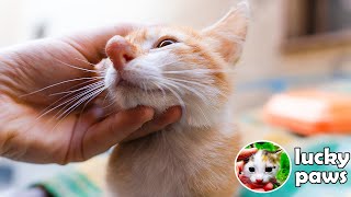 A Kitten tale. A Kitten NOSE. The story of a rescued street kitten. Pinocchio. | Lucky Paws
