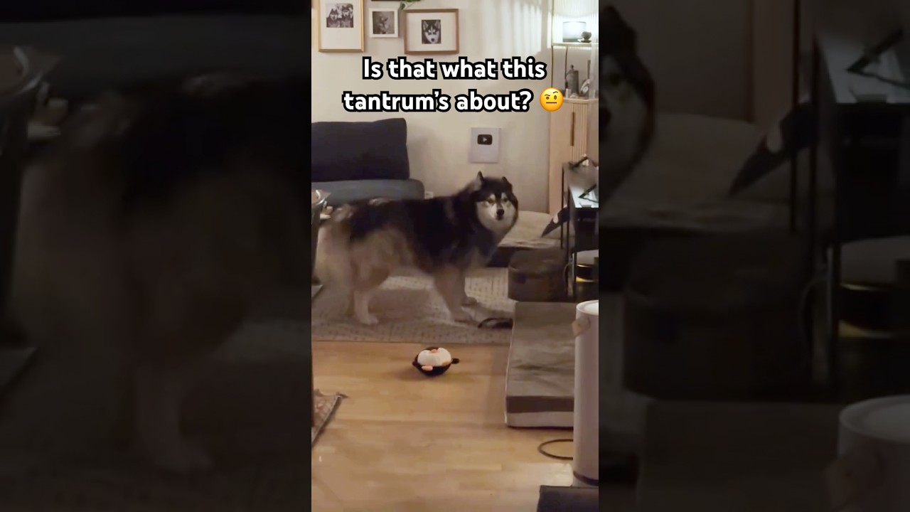 Nobody ever accused a Husky of having small feelings. 🐺🧦😫😏 #siberianderpskies #husky #dogdad