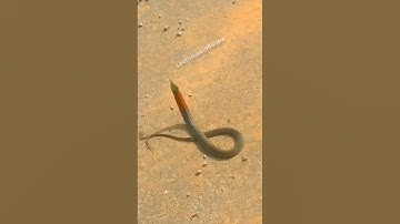 Rắn hổ lửa đe dọa khi gặp con người | @thegioiran