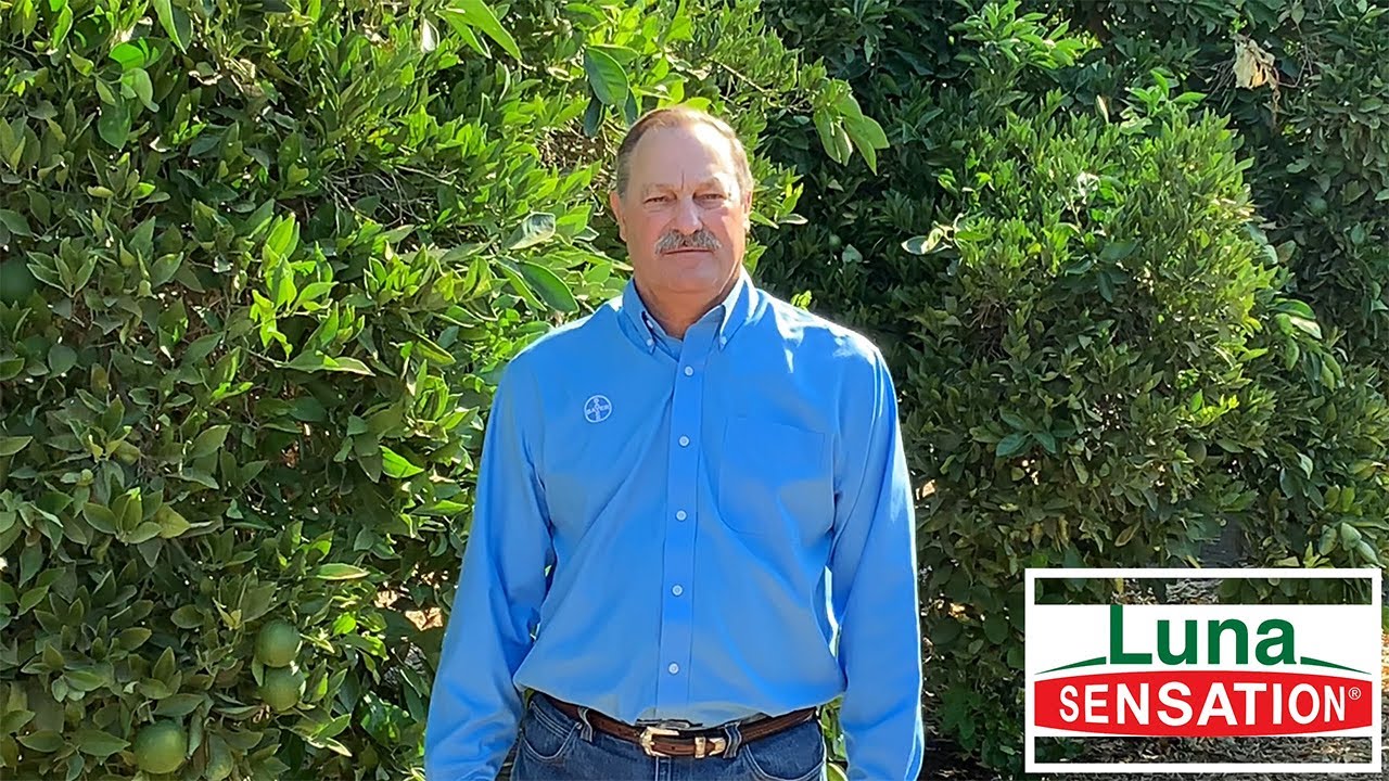 Luna Sensation® Use in Citrus