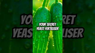 How to Grow Stronger Cucumbers Fast (Easy Yeast Recipe) #gardenhacks