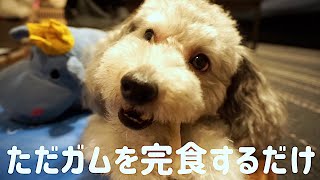🐶愛犬トイプードルがひたすらガムを噛み、完食するだけの動画。【トイプードルのグリィ】【dog】【toy poodle】