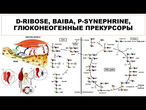 лекция: D-RIBOSE, BAIBA, P-SYNEPHRINE,  ГЛЮКОНЕОГЕННЫЕ ПРЕКУРСОРЫ