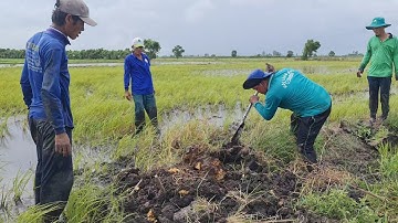 Bất Ngờ Dưới Góc Gáo Mục Chứa Bầy Chuột Đồng Phá Lúa Bà Con Chạy Như Gà.Góc Làng Quê#564