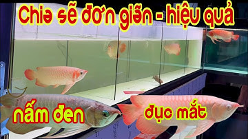 Nấm Đen | Đục Mắt Nặng Ở Cá Rồng | Cách Trị Rất Đơn Giản | Cá Rồng Truyền Trần