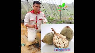 Cây giống Bao Báp (Baobab) 0822.415.999