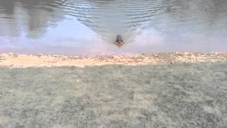 Видео0013