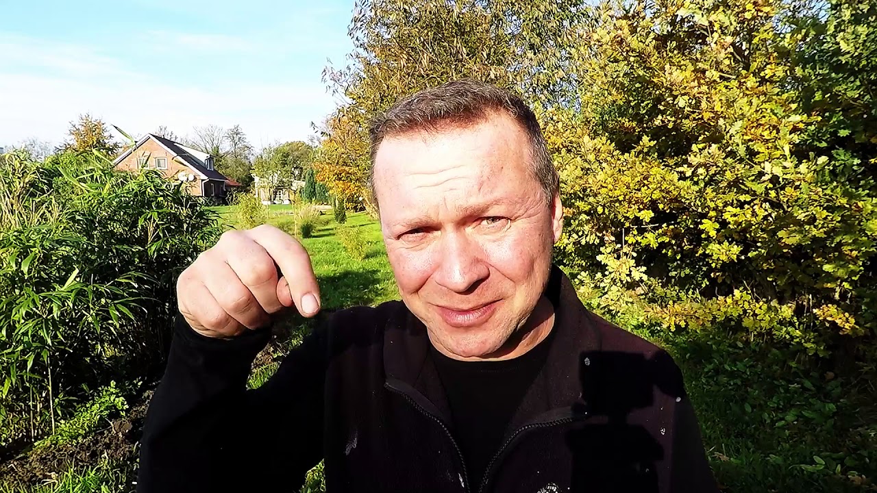 Different types of Bamboo