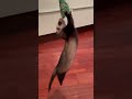 Ferret play with balloon. Хорек играет с шариком