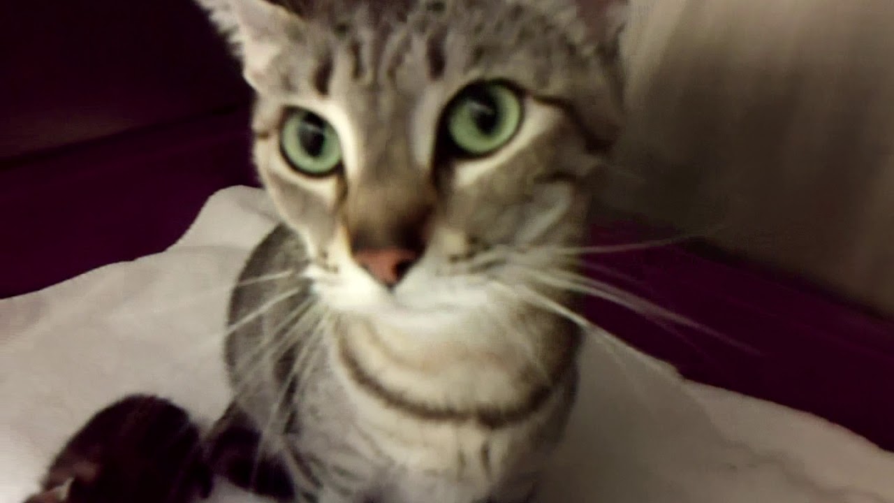 center for reproductive rights A782380, 81, 82, & 83 Little Girl and her three kittens