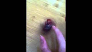 Hexbug ant review