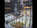 文鳥ライブ