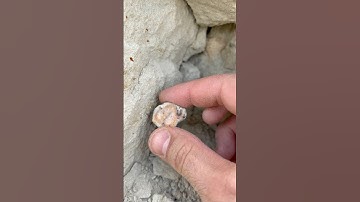 Part 1: Fossilized turtle shell discovered at sharktooth hill!