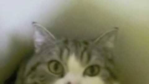 Bully Blocker-Lesson 12