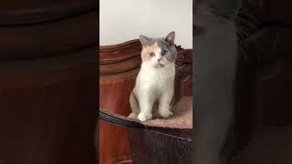 ❤️Lionsheart Anastasia British Shorthair Calico BRI G 03 by Lionsheart Cattery 363 views 1 year ago 1 minute, 24 seconds