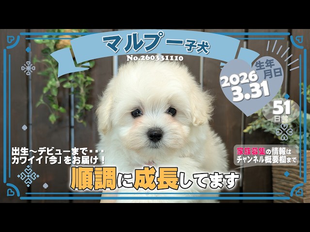 マルプー子犬｜2026.3.31生（51日齢）①｜ホワイト｜男の子｜滋賀県