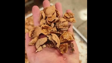 Walnut peeling machine