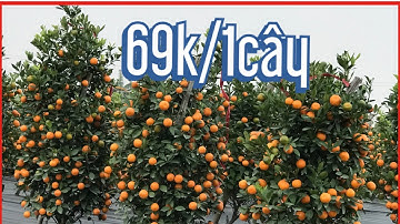 quất tháp nhỏ,quất tết 2021 - 2022quất thế