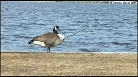 Smart Goose - Goose shot by arrow lands in veterin...