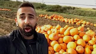 B.C. farmer loses 50% of pumpkin patch by NEWS 1130 5,768 views 2 years ago 2 minutes, 22 seconds