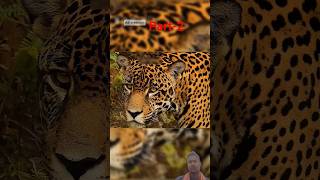 Amazon...Part-2 #youtubeshorts #viralvideo #trending #wildlife