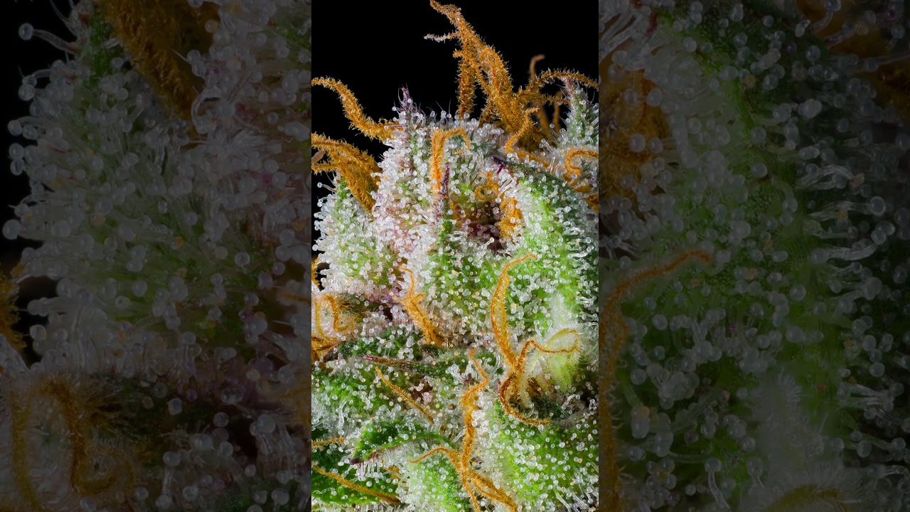 Trichome check on the Banana Melt from Humboldt Seed Co.