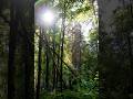 Lofi Pop in the Bright Green Forest 🌲 | Golden Sunlight Vibes #shorts