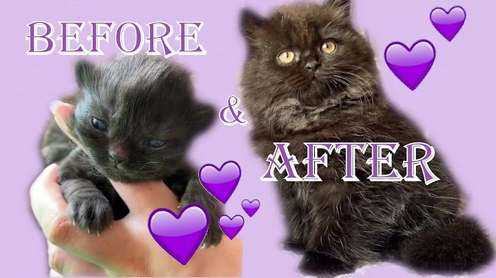 Video 7817981: british longhair black kitten, kitten compilation, kittens growing, collection cute