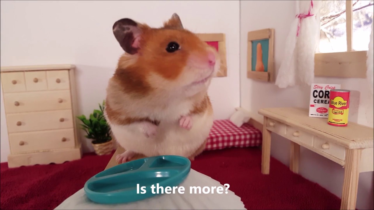 hamsters cheese